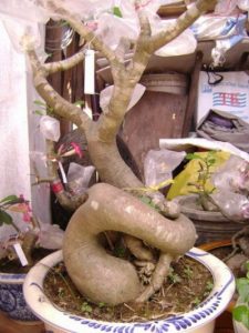 Hướng dẫn cách trồng bonsai đẹp từ rễ đến ngọn