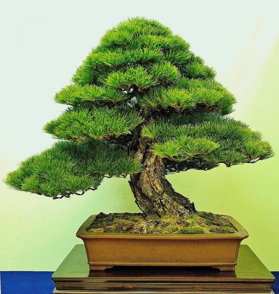 Hướng dẫn cách trồng bonsai tại nhà