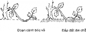Hướng dẫn kỹ thuật chiết cành cây cảnh bonsai