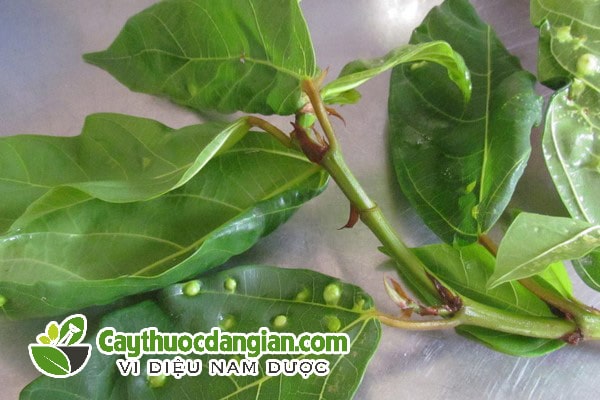 15 Công dụng của Lá Sung món rau ăn nổi tiếng của người Việt