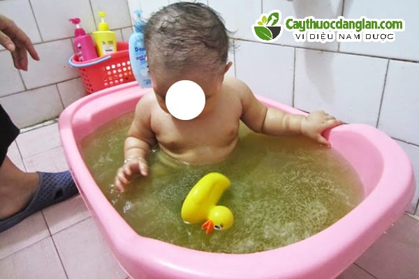 Cách Tắm cho trẻ sơ sinh bằng lá kinh giới trị rôm sảy, mẩn ngứa, mụn nhọt