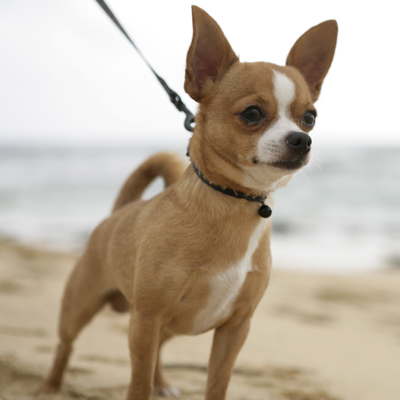 Cách nuôi chó Chihuahua khỏe mạnh từ nhỏ đến lớn