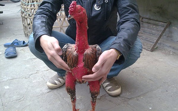 4 loại bệnh thường gặp trên gà và cách phòng bệnh cho gà chọi