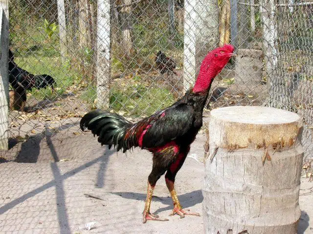 Cách xem tướng gà chọi hay nhất cho dân sành đá gà 4 Cách xem tướng gà chọi hay nhất cho dân sành đá gà