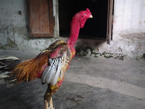Hình ảnh về những chú gà chọi đẹp nhất Việt Nam