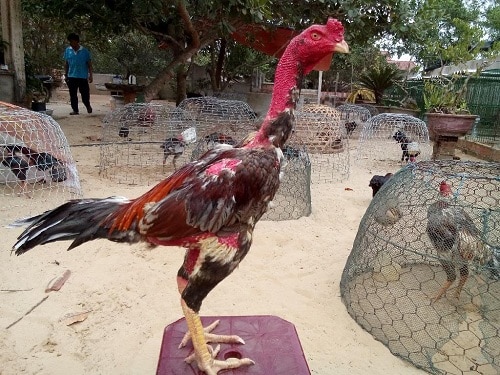 Hình ảnh về những chú gà chọi đẹp nhất Việt Nam