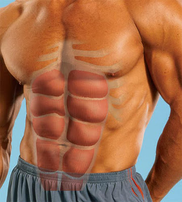 Tìm hiểu nâng cao về cơ bụng 6 múi trong thể hình